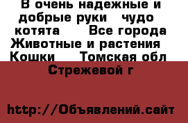 В очень надежные и добрые руки - чудо - котята!!! - Все города Животные и растения » Кошки   . Томская обл.,Стрежевой г.